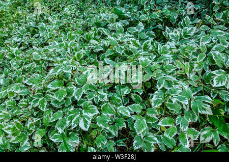 Decorative varieagated leaves of Aegopodium podagraria (ground elder, herb gerard, bishop's weed, goutweed, gout wort, snow-in-the-mountain, English m Stock Photo