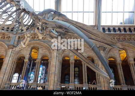 Blue Whale skeleton head or skull; Hintze Hall, Natural History Museum London UK Stock Photo