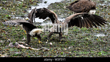 Two eagles fighting over Stock Photo