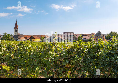 panorama of the old town Ammerschwihr and vines, Alsace, France, location at the Alsace Wine Route Stock Photo