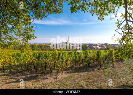 idyllic view of the village Bergheim, Alsace, France, rural landscape with vines and walnut tree Stock Photo