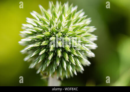 A close up of the flower head of a blue globe thistle (Echinops bannaticus) before flowering Stock Photo