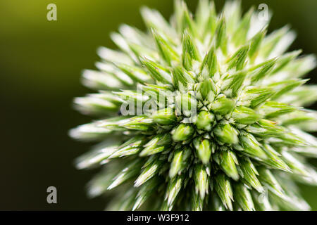 A close up of the flower head of a blue globe thistle (Echinops bannaticus) before flowering Stock Photo