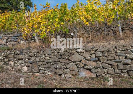dry stone wall in terraced vineyards, Andlau, Alsace, France Stock Photo