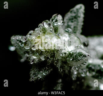 A Lambs Ear plant covered in raindrops. Stock Photo