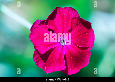 The flower of a rose campion (Lychnis coronaria) Stock Photo