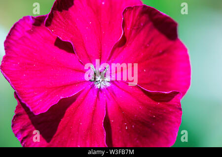 The flower of a rose campion (Lychnis coronaria) Stock Photo