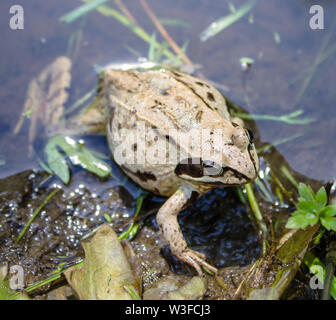 Little pregnant frog sits in a pond Stock Photo