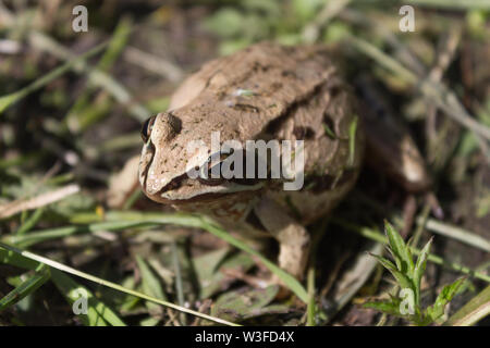 Frog in the park on the grass Stock Photo