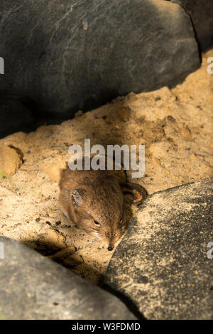 Round-Eared Elephant Shrew (Macroscelides proboscideus) Stock Photo