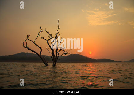 Cormorants resting on a partially submerged tree - at Bhadra Wildlife Sanctuary (Karnataka, India) Stock Photo