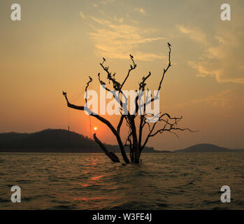 Cormorants resting on a partially submerged tree - at Bhadra Wildlife Sanctuary (Karnataka, India) Stock Photo