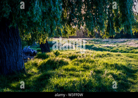 Beautiful contre-jour shot of grass and trees in woodland in spring, Home Park, Kingston upon Thames, Surrey, England, UK Stock Photo