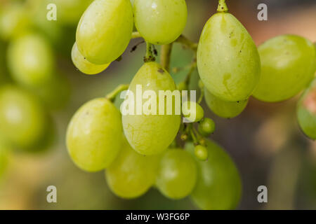 Green grapes growing in An English walled garden Stock Photo
