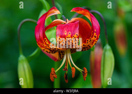 A flower of a leopard lily (Lilium pardalinum)