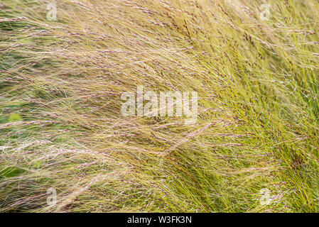 Long ornamental grass Stock Photo