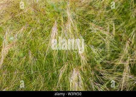 Long ornamental grass Stock Photo