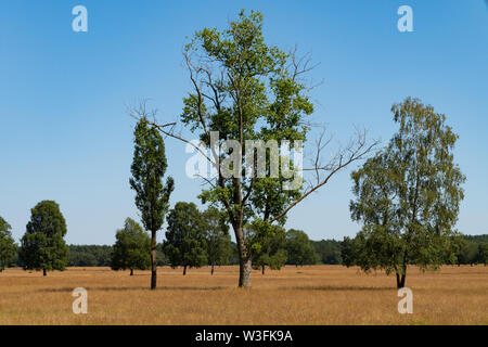 Some lonely trees on golden grass looking like a savanna - grass desert Stock Photo