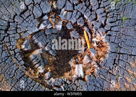 Old tree stump texture background. Close-up of cross section of a tree stump with patterns of arcs, circles and cracks. Rotten wood of old stump. Stock Photo