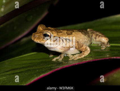 Nicaragua cross-banded tree frog (Smilisca puma) in Sarapiqui, Costa Rica Stock Photo