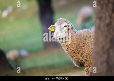 sheep behind a tree looking at camera Stock Photo