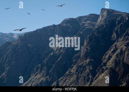 Condors flying over Colca Canyon in Arequipa Region in South Peru, South America. Stock Photo