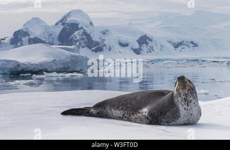 Natural predator of Antarctica is leopard seal. Relax animal lying on the ice. Stock Photo