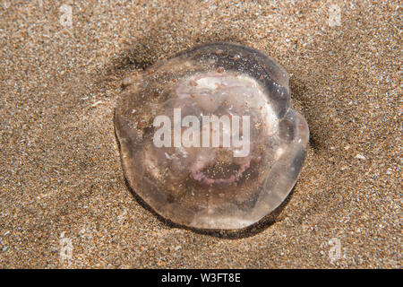 Washed up Moon Jellyfish Stock Photo