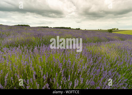 Rows of Lavender in a field in the countryside on a farm in Snowshill, Worcestershire, UK Stock Photo