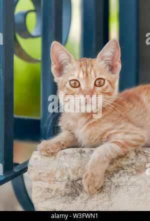 Cute young red tabby cat kitten posing on a wall in front of a blue iron garden fence looking curiously with wonderful orange colored eyes, Cyprus Stock Photo