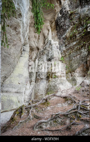 Sandstone formations with tree roots. The cliff of Sietiniezis, Latvia. Gauja National Park. Stock Photo