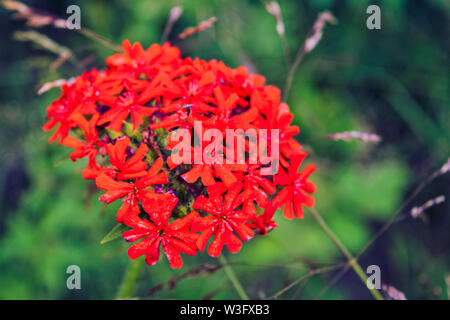 Red flowered Lychnis. Flower Lychnis Scarlet Chalcedony, lat. Lychnis chalcedonica, is blooming in the garden. Stock Photo