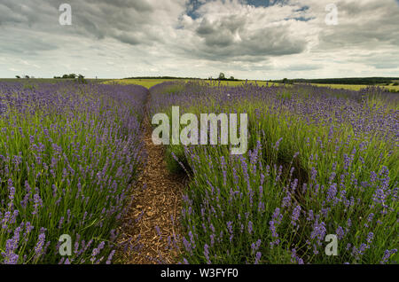Rows of Lavender in a field in the countryside on a farm in Snowshill, Worcestershire, UK Stock Photo
