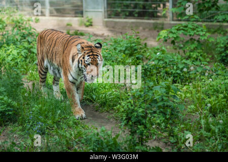 Powerful but sad mighty striped tiger walking in captivity in the zoo Stock Photo