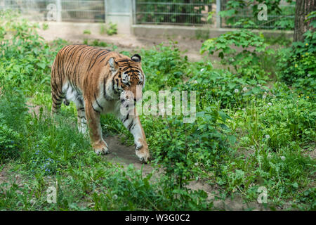 Powerful but sad mighty striped tiger walking in captivity in the zoo Stock Photo