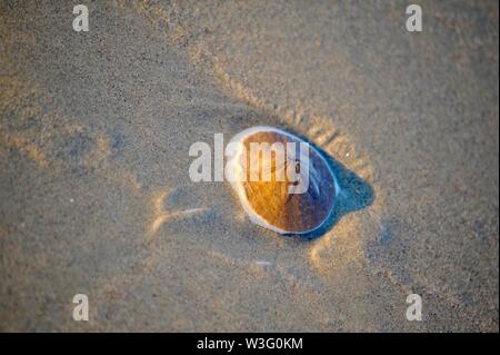 Sand dollar (sea urchin) washed up on sandy beach in low tide at sunset, California, USA Stock Photo