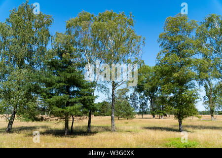 Green trees on a golden field with a blue sky - nature in summer Stock Photo