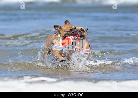 Two French Bulldog dogs on vacations  playing fetch with a maritime dog toy among waves in the ocean at island Texel Stock Photo