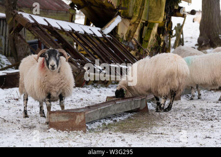 Scottish Blackface Sheep Feeding at a Trough on a Farm in Aberdeenshire in Winter Stock Photo