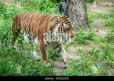 Powerful but sad mighty striped tiger walking in captivity in the zoo Stock Photo