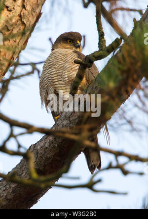 Female Sparrowhawk waiting for the male to bring in food to the nestlings Stock Photo