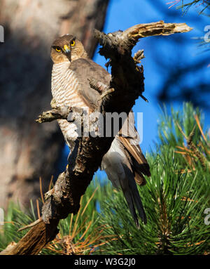 Female Sparrowhawk waiting for the male to bring in food to the nestlings Stock Photo