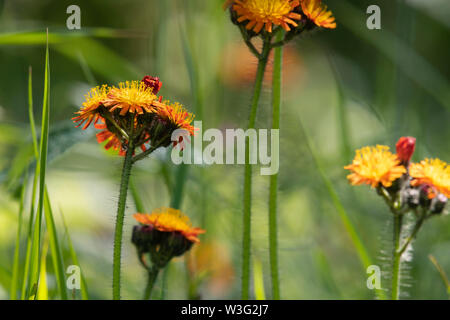 Flowers of Pilosella Aurantica, Commonly Known as 'Fox and Cubs' or 'Devils Paintbrush' Stock Photo
