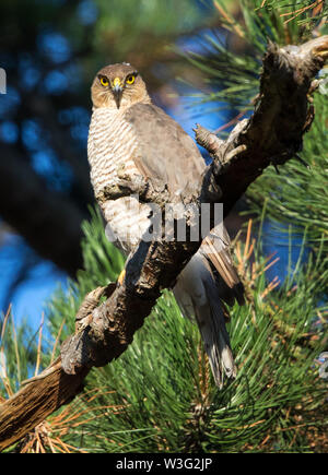 Female Sparrowhawk waiting for the male to bring in food to the nestlings Stock Photo