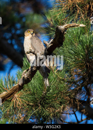Female Sparrowhawk waiting for the male to bring in food to the nestlings Stock Photo