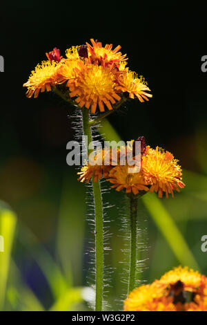Two Heads of the Wildflower Hieracium Aurantiacum, Commonly Known as 'Fox and Cubs' or 'Grim the Collier', Against a Dark Background Stock Photo