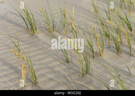 Dune Grass Blowing In Wind On Rippled Sand Stock Photo