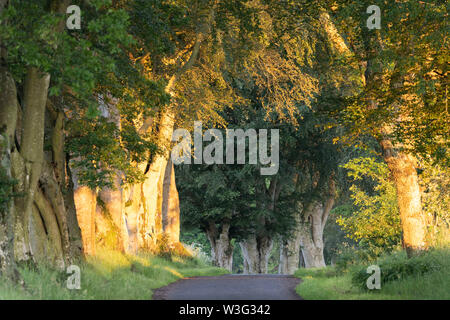 The First Rays of Sunlight Shine on Beech Trees Lining a Country Lane in Aberdeenshire Stock Photo