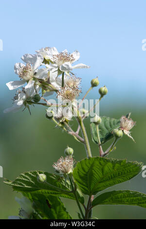 The White Flowers and Unopened Buds on a Blackberry Bush (Rubus Fruticosus) Growing Above a Hedgerow in Scotland Stock Photo