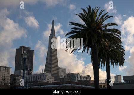 Transamerica building and downtown palm trees in Financial district, taken from Embarcadero - San Francisco, California Stock Photo